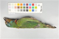 五色鳥藏品圖，第5張